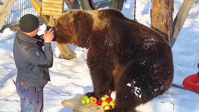 俄罗斯人是如何喂熊的?