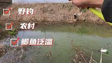 咱农村小河 鲫鱼泛滥
 #钓鱼 #野钓 #户外钓鱼