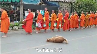 一些僧侣沿街祈祷，后面一只狗看不懂