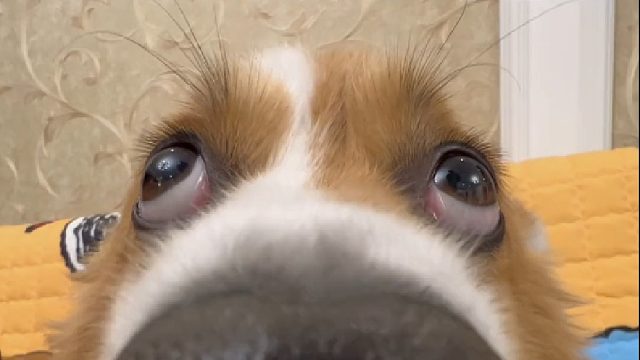 《国际小狗节》@逗比小贝基