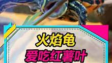 火焰龟会吃红薯叶子啦~变异小鳄龟明天一定到！#水族 #龟 