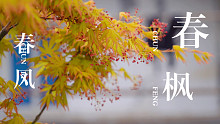 ［花园鳗日常］春风，春枫