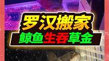 35公分遗弃罗汉入住眼镜蛇缸，脑瘤伤势基本痊愈，大嘴鲸鱼崛起 #宠物 #罗汉鱼  #大嘴鲸鱼 