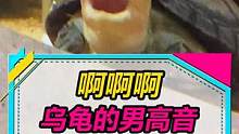 来自小乌龟的“男高音”~#水族 #龟 