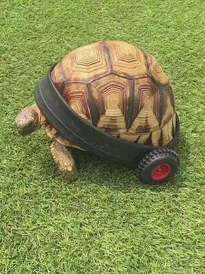 给乌龟按上轱辘，走路会不会快一点呢 #苏卡达陆龟 #乌龟 #记录乌龟每一天