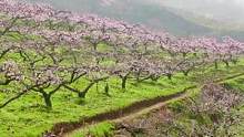 有些人说不上哪里好，可就是谁也替代不了！#春暖花开奔你而来 #土门峪 #航拍 #桃花  