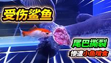 鲨鱼尾巴被咬受伤严重，放到大鲤鱼缸治疗，不料竟被草金狙击啃食