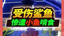 鲨鱼尾巴被咬受伤严重，放到大鲤鱼缸治疗，不料竟被草金狙击啃食 #养鱼日记 #鲨鱼 #猛鱼
