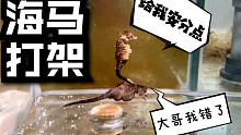 你见过海马打架吗？直接锁喉！