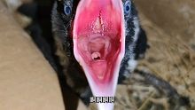 感受一下乌鸦的血盆大口，已经三个小时没有进食了，饿成啥样了！