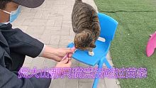 坐马扎侃大山那只猫:猫生第一次吃到猫条竟感动到打滚！