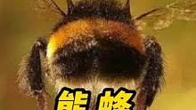 #好样说虫子 熊蜂，胖乎乎的小家伙