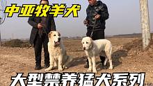 大型猛犬中亚牧羊犬，几个月小狗崽竟然一百多斤，体型外貌真吓人