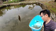 小伙用3条蚯蚓钓到10条鲫鱼，池塘里的鱼真的饿疯了，过瘾了