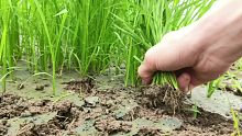 广东春耕水稻，拔秧苗插秧