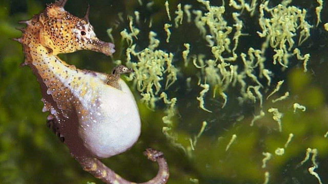 天哪,海马爸爸竟然在袋子里就生了