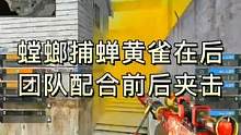 螳螂捕蝉黄雀在后，团队配合前后夹击#cf #穿越火线 #cf荣耀之巅 #2022cfpl 