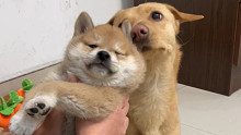 训练俩月大的小柴犬“握手”和“坐下”，竟然很快就学会了，就是贪玩了点