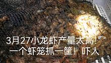 河塘里放虾笼2天后，虾笼居然能抓1筐小龙虾！网友:货多得吓人