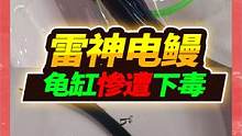 350元钱买回高压线南美电鳗，外形酷似黑泥鳅，据说能电死一头牛 #宠物 #电鳗 #开箱