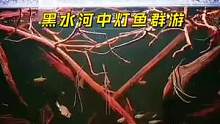 鱼友投稿：河北承德朋友的黑水河灯鱼群游南美缸#南美缸 #南美缸造景 #养鱼日记 #埃及神仙鱼 #灯鱼