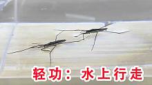 这是一种会“轻功”的虫子！能在水上行走！太神奇了！