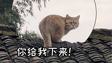 房车旅行后回村的小猫咪，究竟有多快乐！