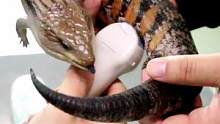 在医院熟练做B超的蜥蜴～孕期120天，已经做了两次全套检查了#爬宠 #动物 #蜥蜴 #蓝舌石龙子 #