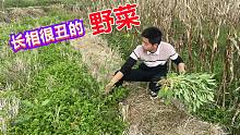 农村这种野菜你们见过吗？长相丑陋吃的人却很多，小伙挖了一篮子