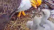 雕父母齐上阵，共同喂食小雕，好温馨的场面！10号雕巢最新动态#鸟类 #动物世界 #万物皆有灵性 #养