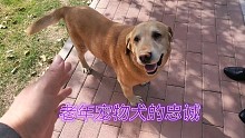 老年宠物犬:用身体语言诠义着忠诚