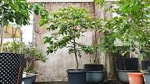 在家盆栽一棵果树，一年要投入多少钱，让你颠覆认知的水果大坑