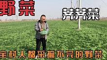 农村这块“宝地”野菜是真的多，密密麻麻的荠菜全村人都来采摘