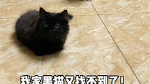 咱说黑猫实在是太难找了吧！