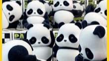国宝胖哒幼也宅家？PandaRoll日常系列第二弹，速速来解锁各种俏皮姿势！
#潮玩 #盲盒 #熊猫
