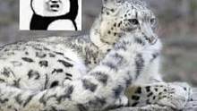 #雪豹 究竟为啥喜欢咬自己的尾巴捏？#雪豹喜欢咬尾巴 #动物冷知识 #奇妙的动物 #神奇动物在抖音 