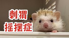 当我的刺猬患上最可怕的绝症，只能在病痛折磨中死去···