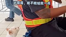 流浪猫也有可爱有礼貌的一面