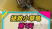 小草龟腐皮很厉害，努力挽回一下，明晚见分晓！#水族 #龟 