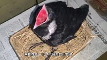 被主人狠心掰断腿的小乌鸦已经能正常站立了，这逆天的自愈能力！