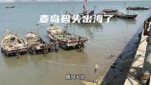 麦岛码头出海了，好多新鲜捕捞的小鱼小虾，皮皮虾真肥
