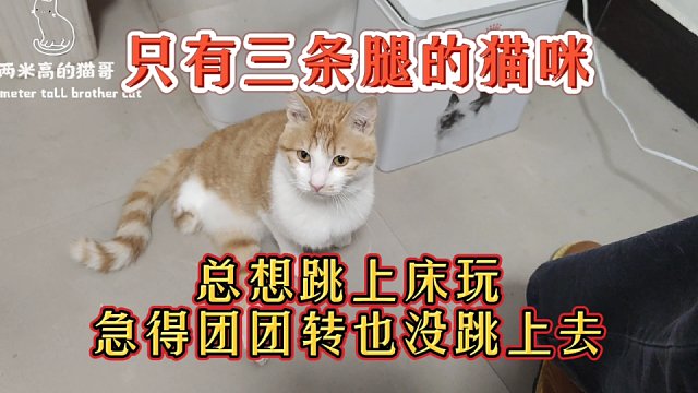 只有三条腿的猫咪,总想跳上床玩,急得团团转也没跳上去