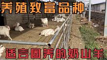 关中马头奶山羊，耐粗养产奶量高适合圈养，农村创业致富养殖品种