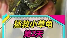 拯救小草龟第2天，分不清是否好转，但睁开了一只眼睛…#龟