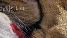 猎豹狩猎羚羊不料被鬣狗夺取食物#野生动物零距离 #动物世界 #猎豹 #羚羊 #鬣狗 #豹子 #万物皆