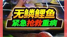 铁头罗汉重伤痊愈，无鳞大鲤鱼浑身长白膜，拿出秘方救治三天就好 #水族  #无鳞大鲤鱼 #罗汉鱼