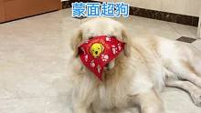 蒙面超人我就看多了，蒙面超狗还是头一回见。#萌宠出道计划 #狗狗迷惑行为