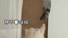 矮脚猫：我腿长一米八，真的栓Q#曼基康矮脚 #矮脚猫 #小短腿 #家有傻猫 #猫咪的迷惑行为