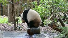 这只熊猫对自己的体型有些误解
