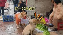 狗狗买菜没带钱，将儿子抵押在菜摊，摊主：这狗又来打劫了！